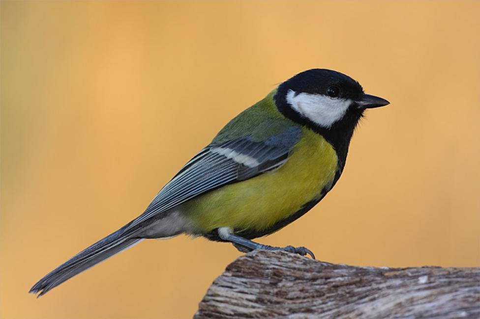 Imagen 49 de la galería de Carbonero común - Great tit (Parus major)